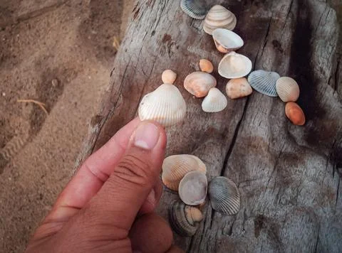 Seashells on a fallen dry tree on the beach Stock Photos
