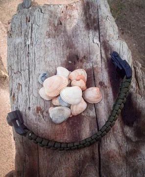 Seashells on a fallen dry tree on the beach Stock Photos