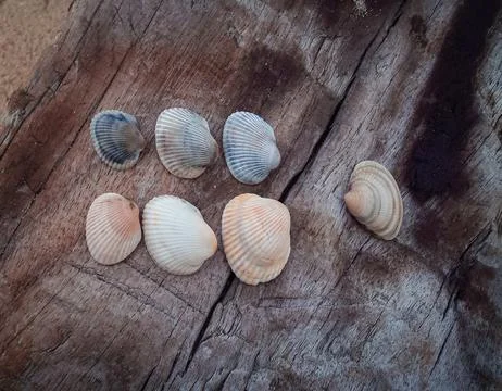 Seashells on a fallen dry tree on the beach Stock Photos