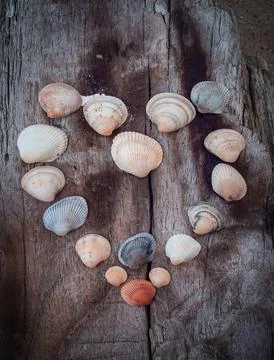 Seashells on a fallen dry tree on the beach Stock Photos
