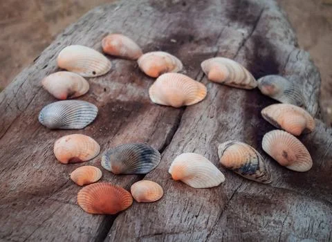 Seashells on a fallen dry tree on the beach Stock Photos