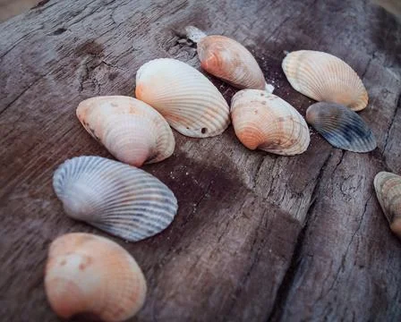 Seashells on a fallen dry tree on the beach Stock Photos