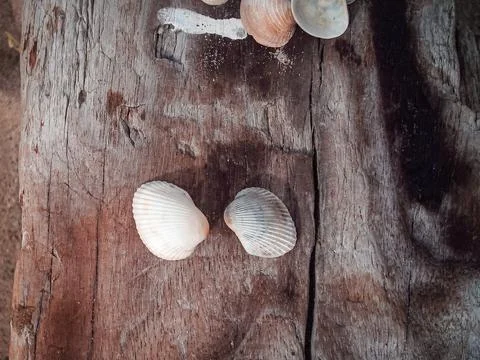 Seashells on a fallen dry tree on the beach Stock Photos