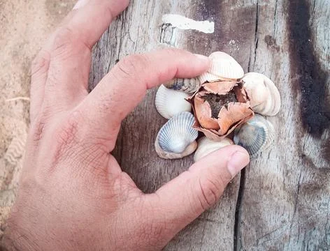 Seashells on a fallen dry tree on the beach Foto stock