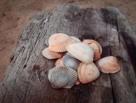 Seashells on a fallen dry tree on the beach Stock Photos
