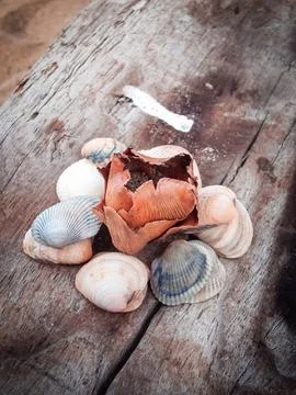 Seashells on a fallen dry tree on the beach Foto stock