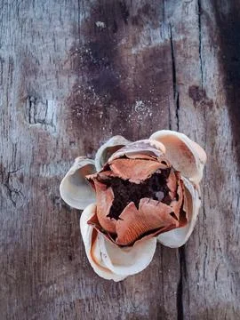 Seashells on a fallen dry tree on the beach Foto stock