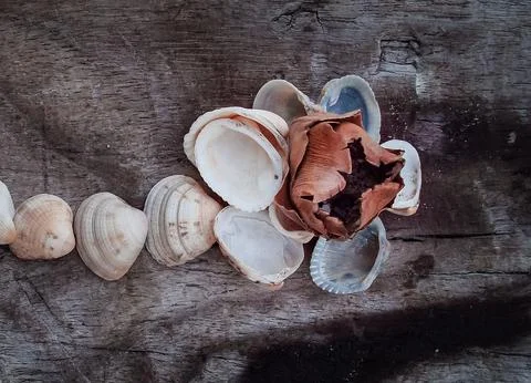 Seashells on a fallen dry tree on the beach Stock Photos