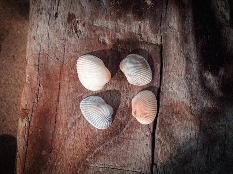 Seashells on a fallen dry tree on the beach Stock Photos