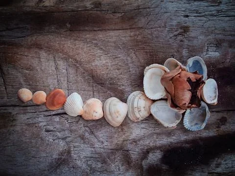 Seashells on a fallen dry tree on the beach Stock Photos