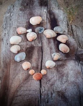 Seashells on a fallen dry tree on the beach Stock Photos