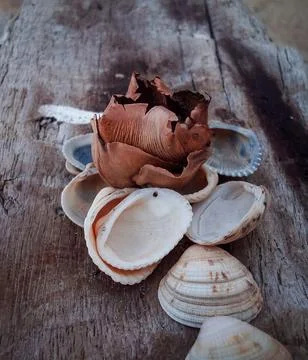 Seashells on a fallen dry tree on the beach Stock Photos