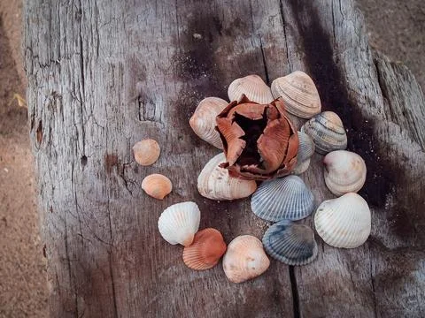 Seashells on a fallen dry tree on the beach Foto stock