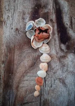 Seashells on a fallen dry tree on the beach Stock Photos