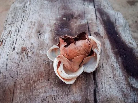 Seashells on a fallen dry tree on the beach Stock Photos