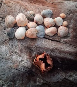 Seashells on a fallen dry tree on the beach Stock Photos