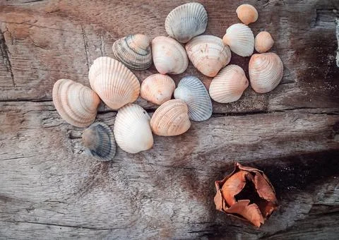 Seashells on a fallen dry tree on the beach Stock Photos