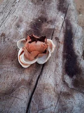 Seashells on a fallen dry tree on the beach Stock Photos