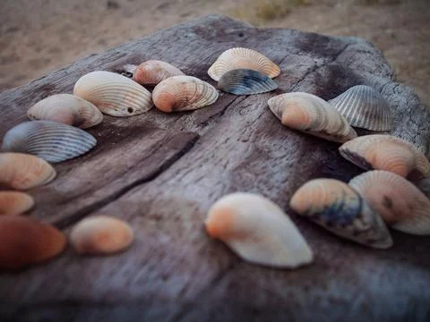 Seashells on a fallen dry tree on the beach Foto stock