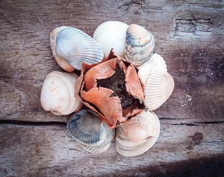 Seashells on a fallen dry tree on the beach Stock Photos