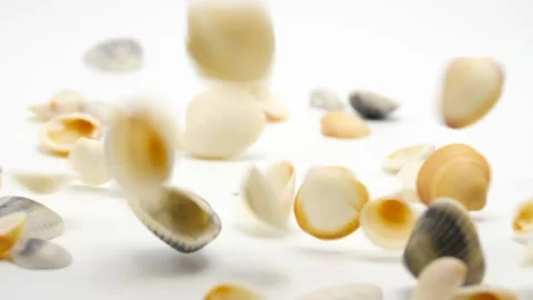 Seashells falling in slow motion and bouncing isolated on white Stock Footage 218081246