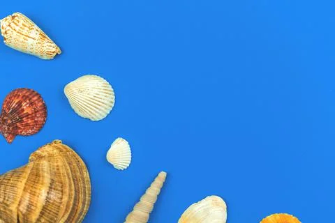 Seashells flat lay composition with blue background, top view, summer sea con Stock Photos