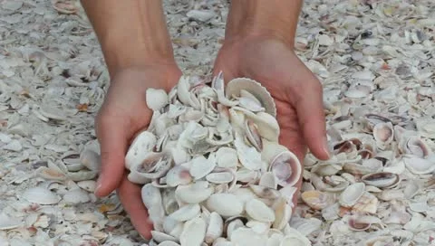 Seashells Stock Footage