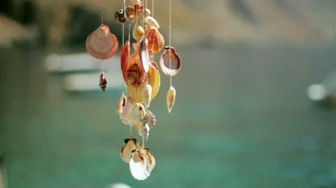 Seashells Stock Footage 10852455