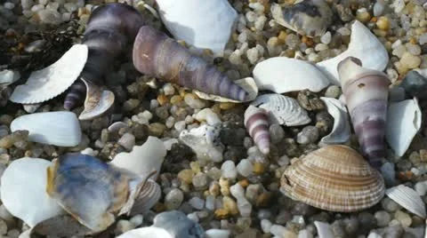 Seashells Stock Footage 12360477