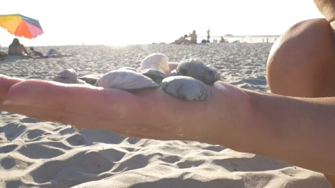 Seashells Stock Footage 123452471