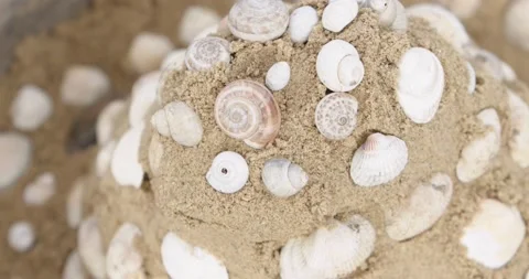 Seashells Stock Footage 132603375