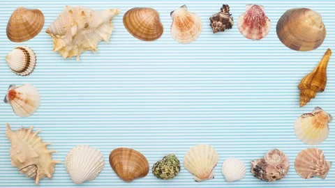 Seashells frame appear on blue background - Stop motion Stock Footage 128595858