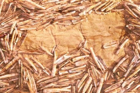 Seashells frame background Stock Photos