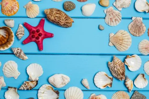 Seashells frame on blue wood background Stock Photos