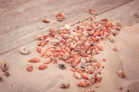 Seashells frame on wooden background Stock Photos