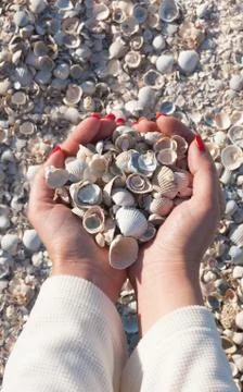 Seashells in the girl`s hands Foto stock