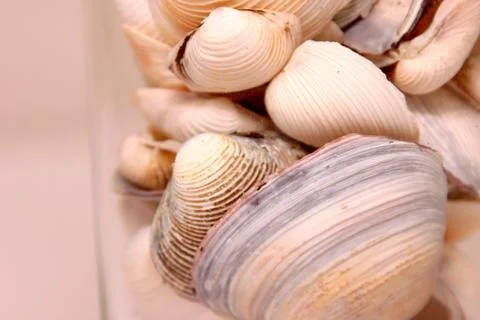 Seashells in the glass Stock Photos