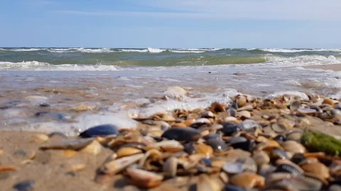 Seashells on golden sand beach with waves in sunlight on hot summer day, close u Stock Footage 111986814