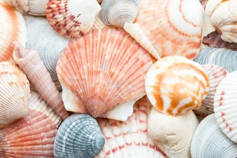 Seashells in a group for a background. Stock Photos
