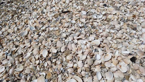 Seashells. A group of people resting on the seashore on a sunny day. Vídeos de archivo 118522254