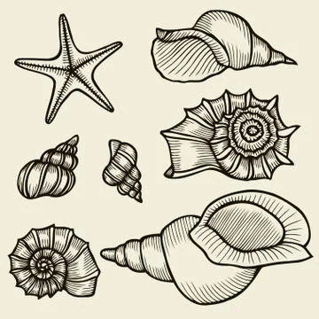 Seashells hand drawn set. 스톡 일러스트