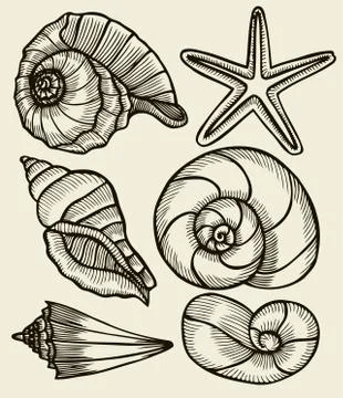 Seashells hand drawn set. 스톡 일러스트