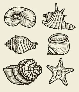 Seashells hand drawn set. 스톡 일러스트