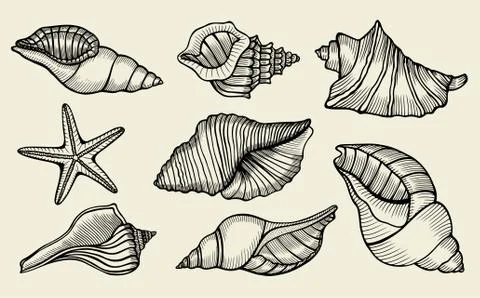 Seashells hand drawn set. 스톡 일러스트