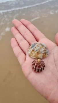 Seashells in a hand. Hand holding seashell at beach. Handful of seashells in  Stock Photos