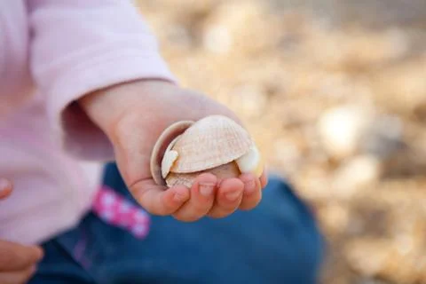 Seashells in hand Stock Photos