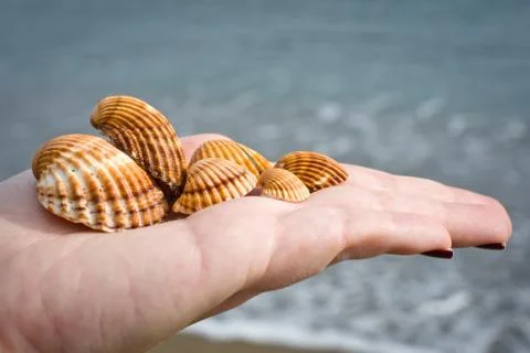 Seashells in a hand Stock Photos
