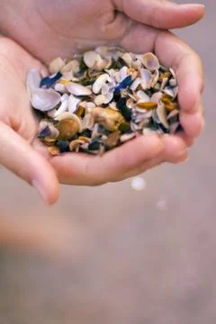 Seashells in hands Stock Photos