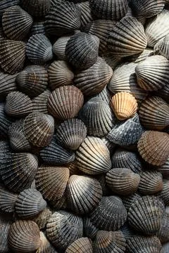 Seashells illuminated by sun Stock Photos
