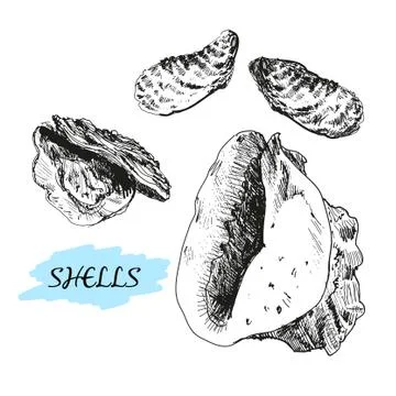 Seashells Stock Illustration